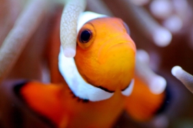 Deskripsi ikan Clownfish / Ikan Badut / Ikan Nemo « Bu
