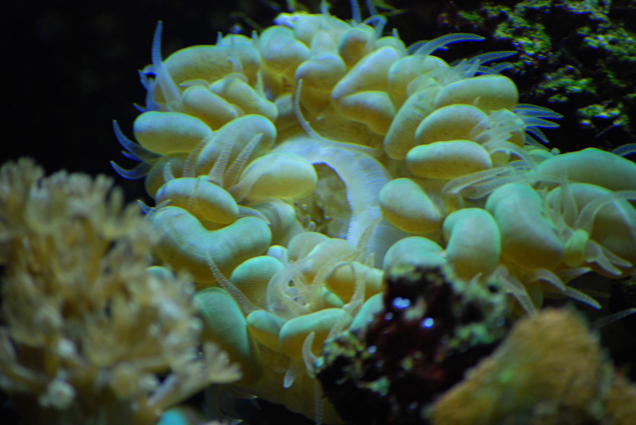 Green Bubble Coral / Kolang Kaling Buah Hijau  Bunaken 